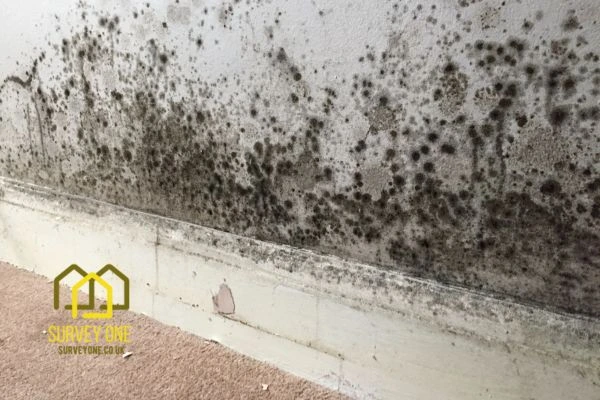 What’s the First Step to Take When You Notice Damp on a Party Wall Brighton and Hove?